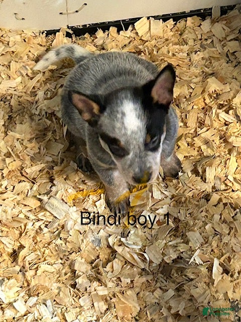 Australian Cattle Dog dogs BINDI BOY 1 - Ad 12