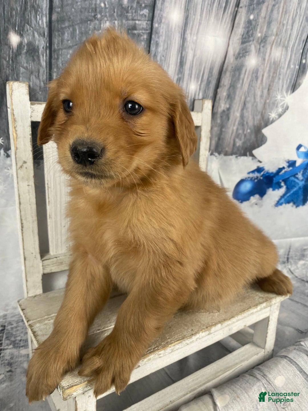 Golden Retriever dogs for sale: Julie - Ad 7