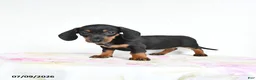Miniature Dachshund dogs for sale: Roxie - Ad 3