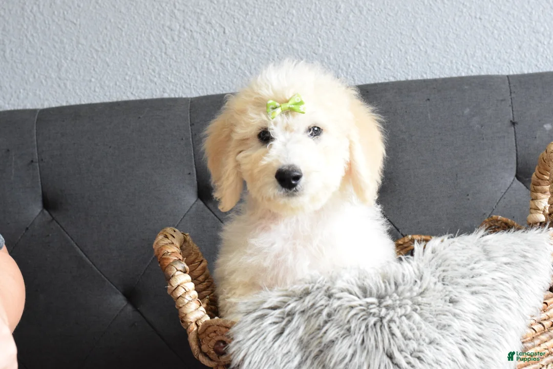 Goldendoodle dogs for sale: Goldendoodle Puppy 5 - Ad 1