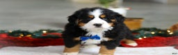 Bernese Mountain Dog dogs for sale: Kody - Ad 7