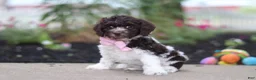 Cockapoo dogs for sale: Aleah - Ad 4