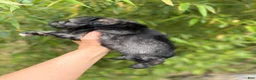 Miniature Schnauzer dogs for sale: Miniature Schnauzer Puppy 3 - Ad 4