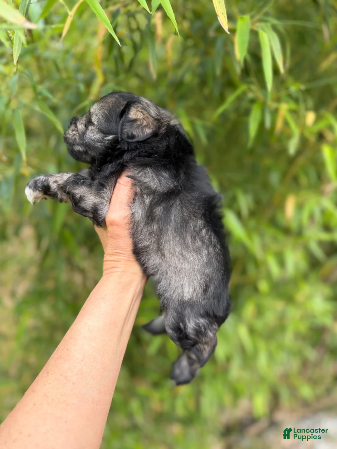 Miniature Schnauzer dogs for sale: Miniature Schnauzer Puppy 3 - Ad 4