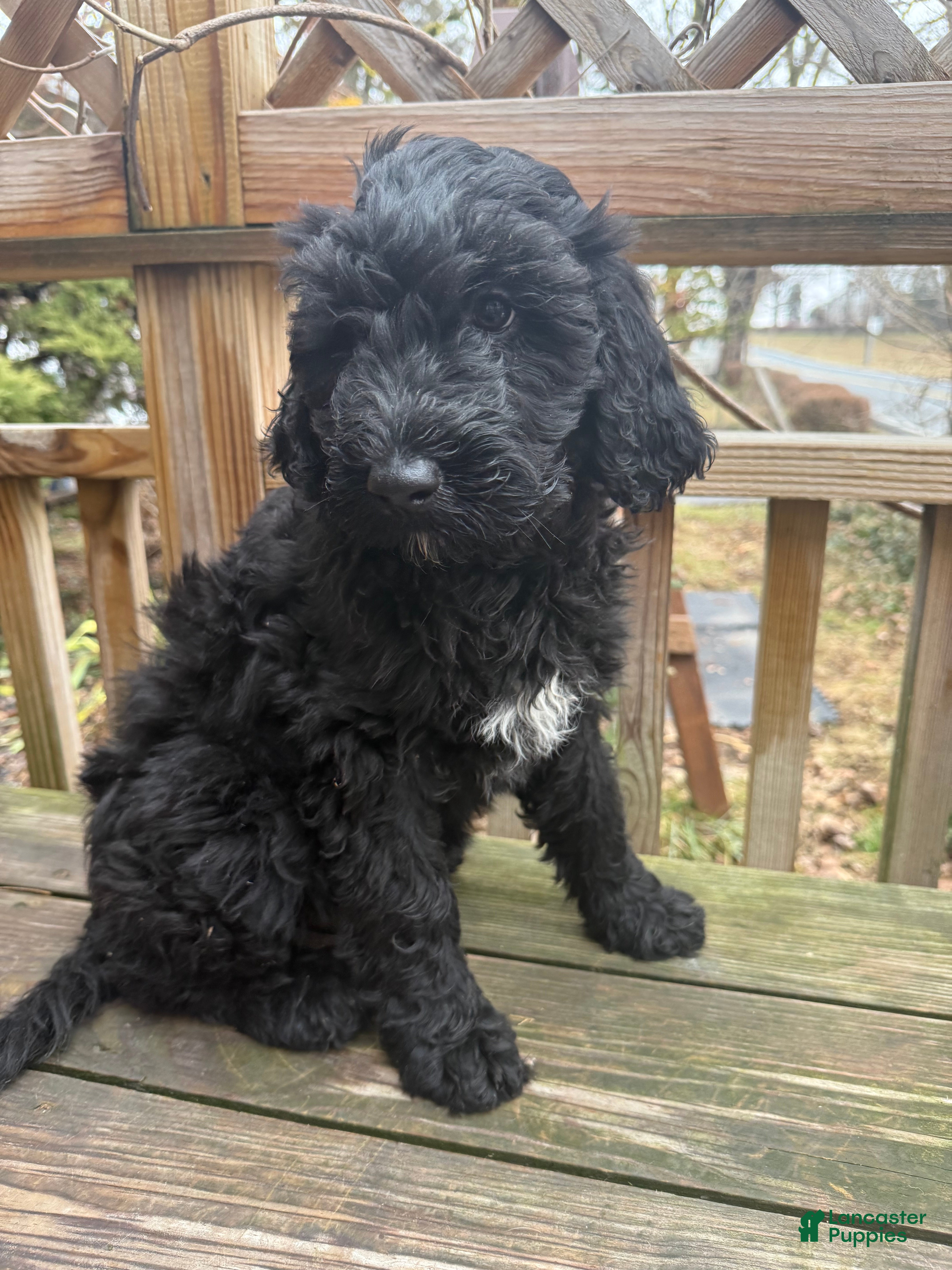 Mixed Breed dogs Beauty  - Ad 1