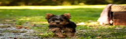 Yorkshire Terrier dogs for sale: Stephan Yorkshire Terrier  - Ad 6