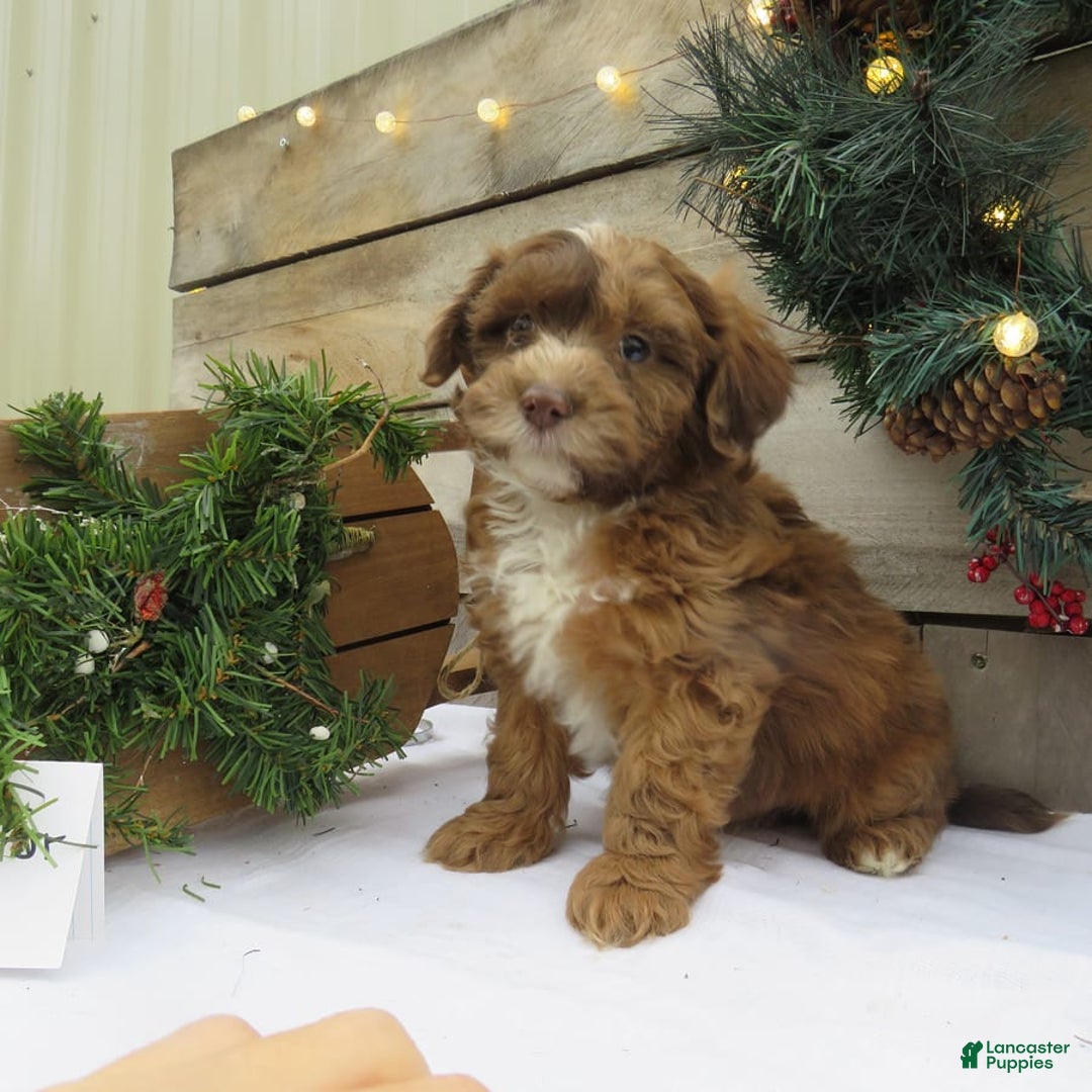 Gallery Image {{count}}