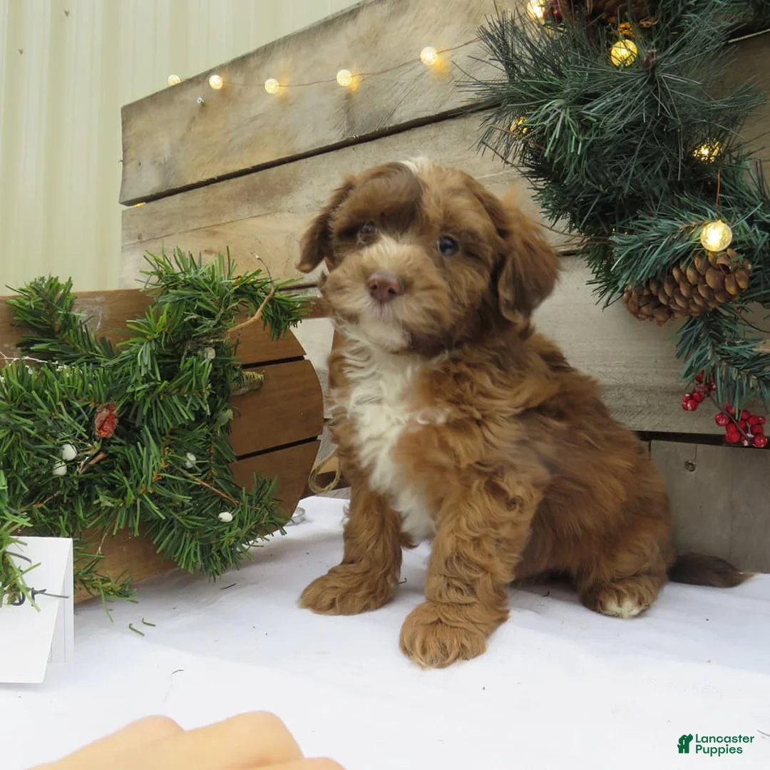 Gallery Image {{count}}