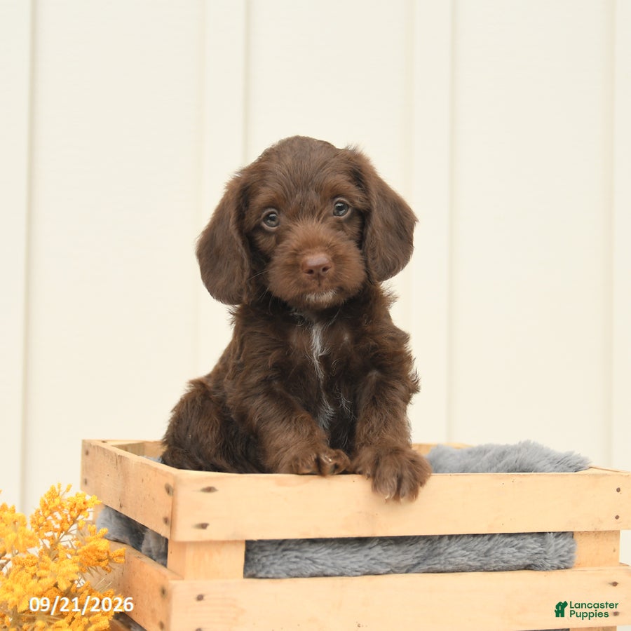 Mixed Breed dogs Fudge - Ad 1