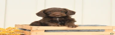 Fudge