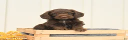 Mixed Breed dogs for sale: Fudge - Ad 1