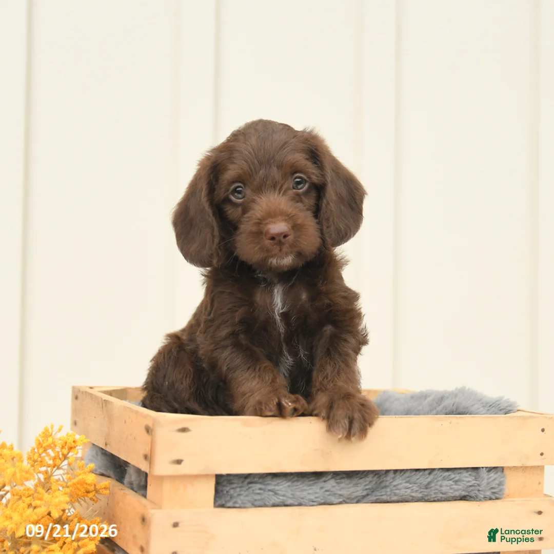 Mixed Breed dogs for sale: Fudge - Ad 1