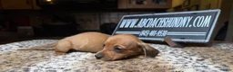 Miniature Dachshund dogs for sale: Smooth red male - Ad 4