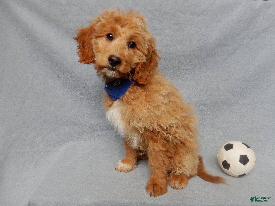 Mini Goldendoodle dogs for sale: Odie - Ad 3