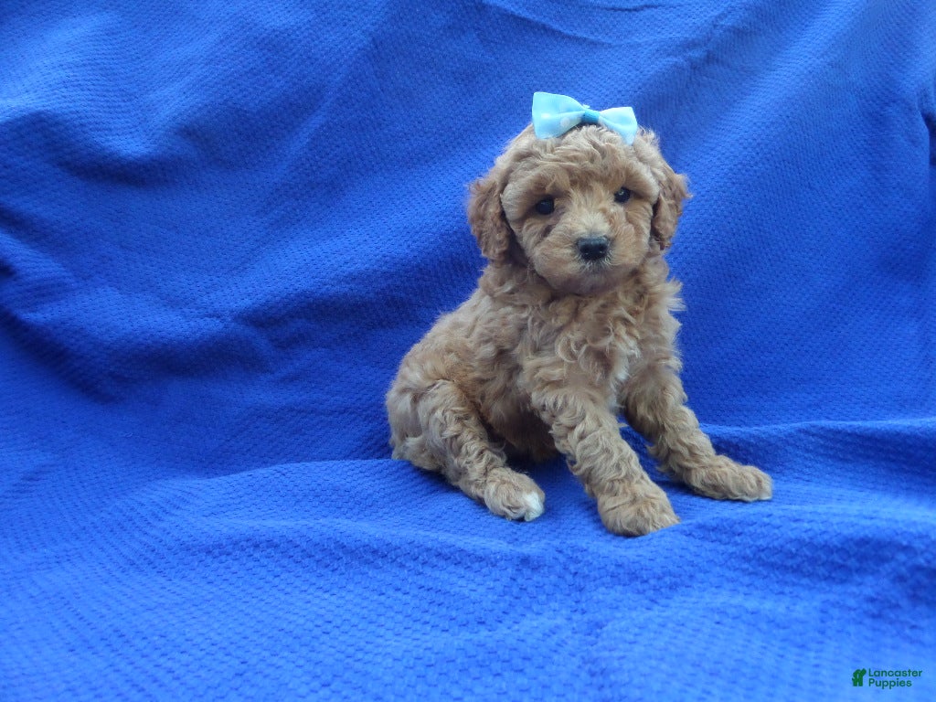 Toy Poodle dogs Maxxie  - Ad 17
