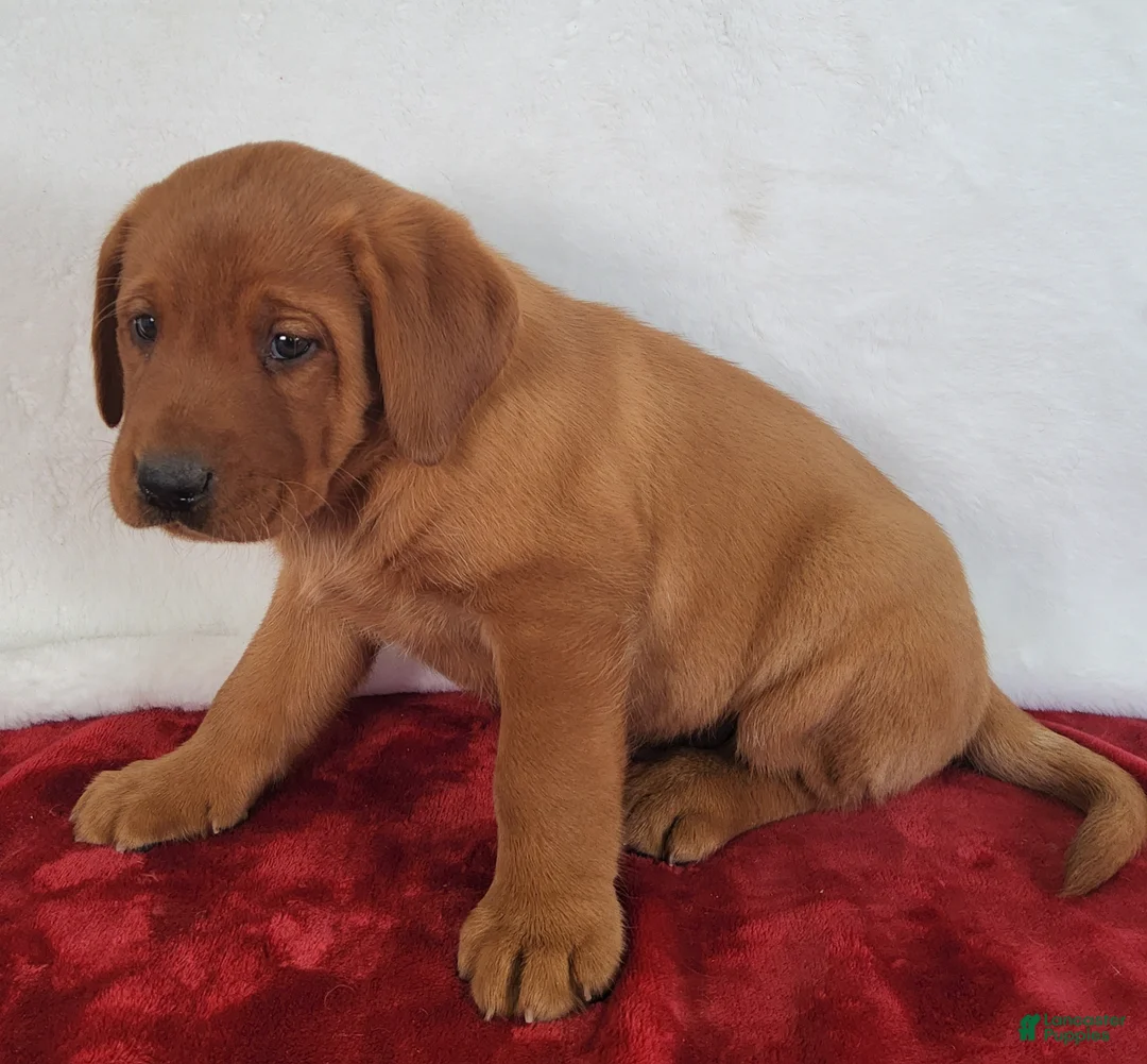 Labrador Retriever dogs for sale: Rowan - Ad 2