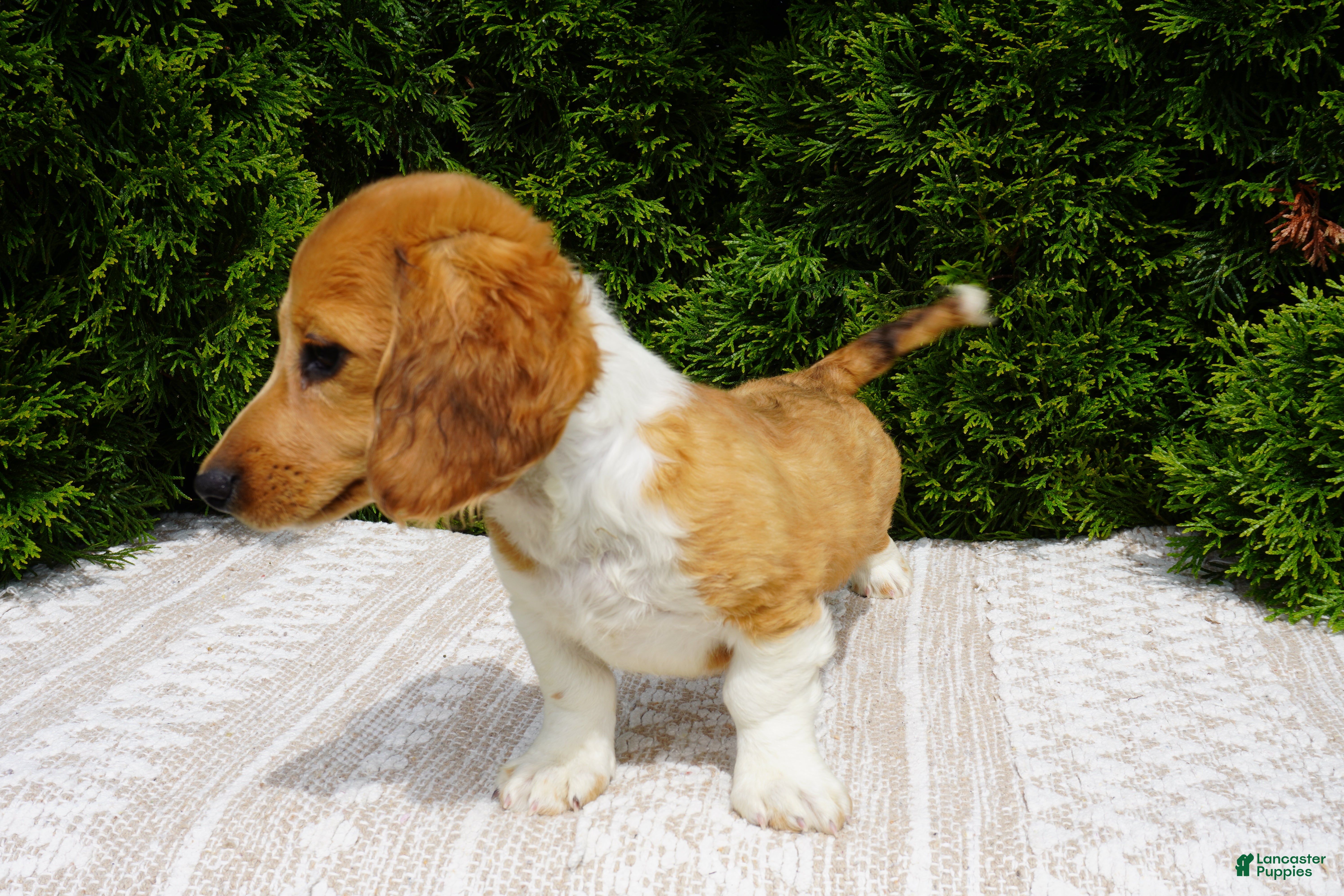 Miniature Dachshund dogs Benny - Ad 2