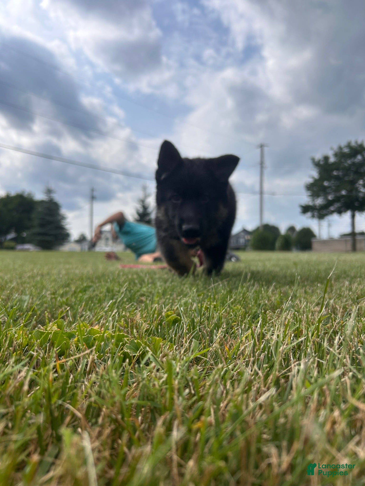 German Shepherd dogs Pinky - Ad 1