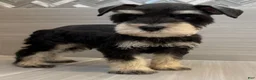 Miniature Schnauzer dogs for sale: Woody - Ad 5