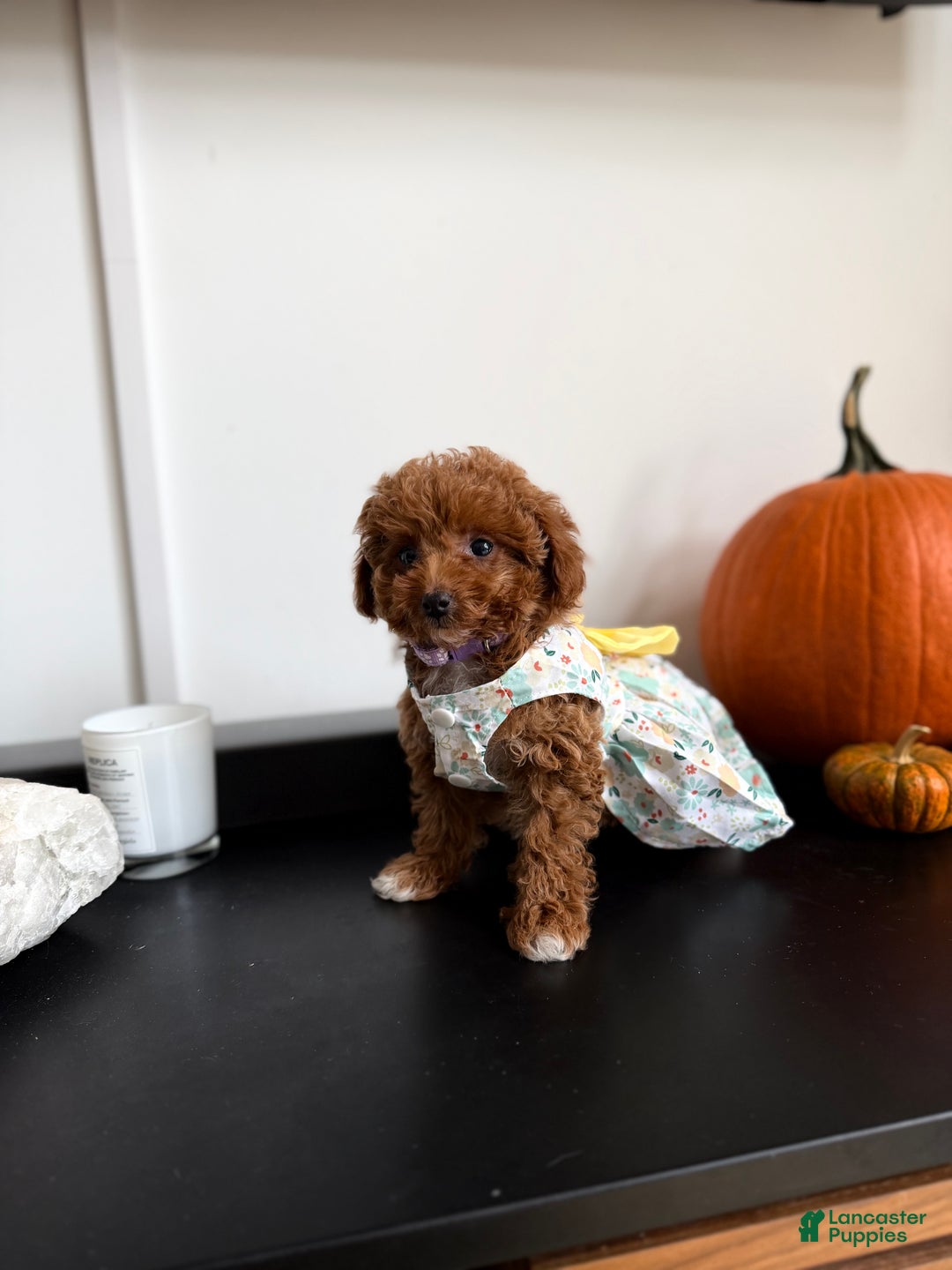 Toy Poodle dogs for sale: Teacup Kimmy - Ad 2