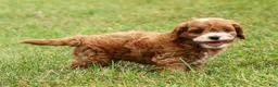 Cavapoo dogs for sale: Parker - Ad 5