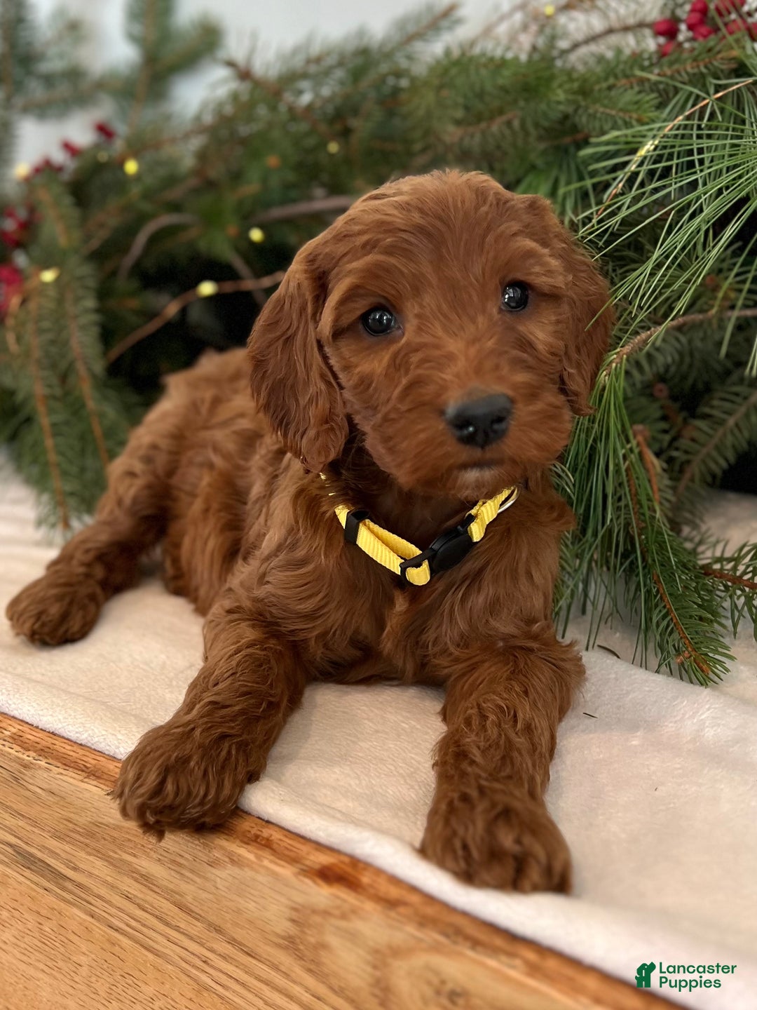 Irish Doodle dogs for sale: Ginger - Ad 7