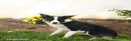Border Collie dogs for sale: Izzy - Ad 3
