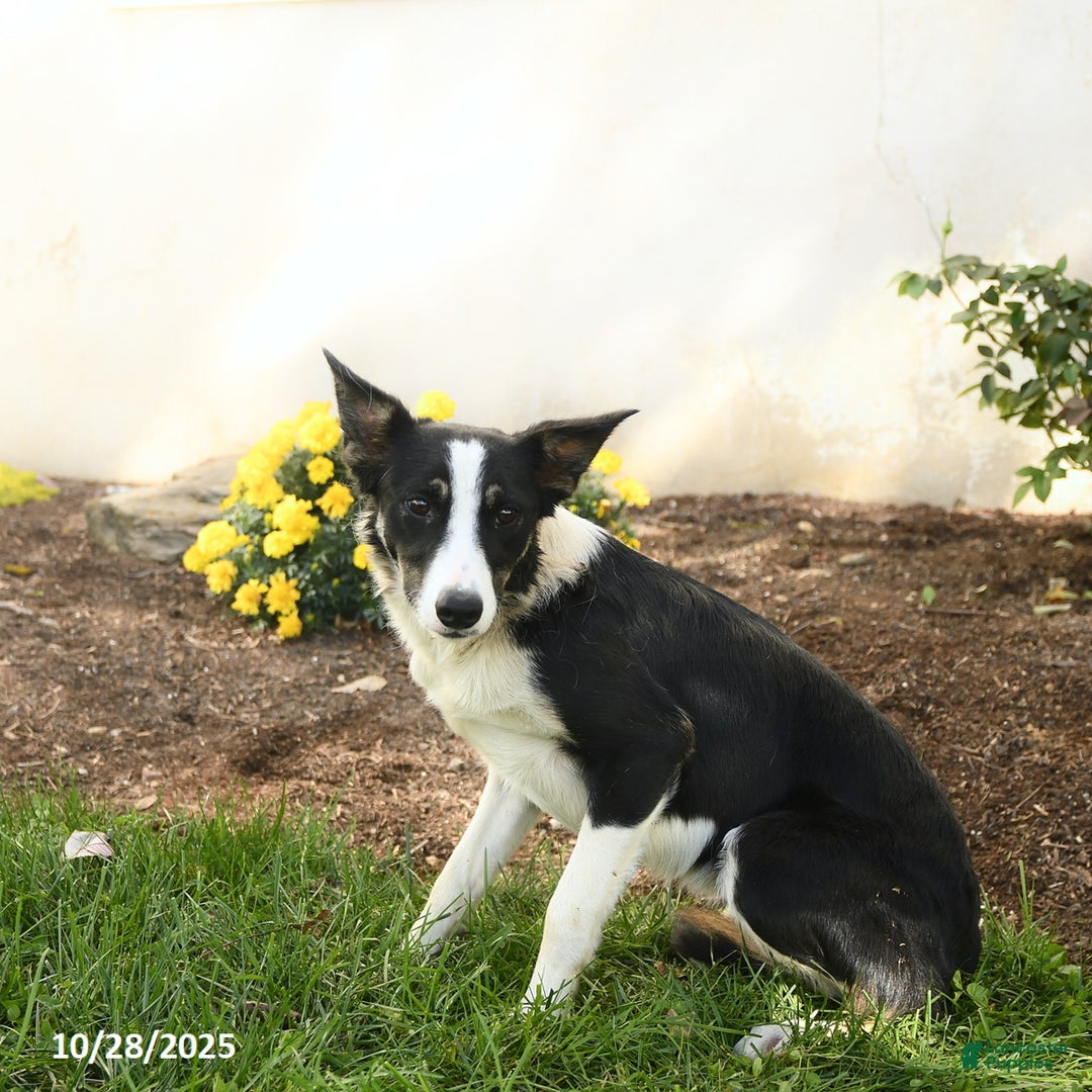 Border Collie dogs for sale: Izzy - Ad 3