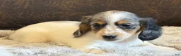 Miniature Dachshund dogs for sale: Twilight  - Ad 3
