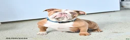 Bull Terrier dogs for sale: Winston - Ad 6