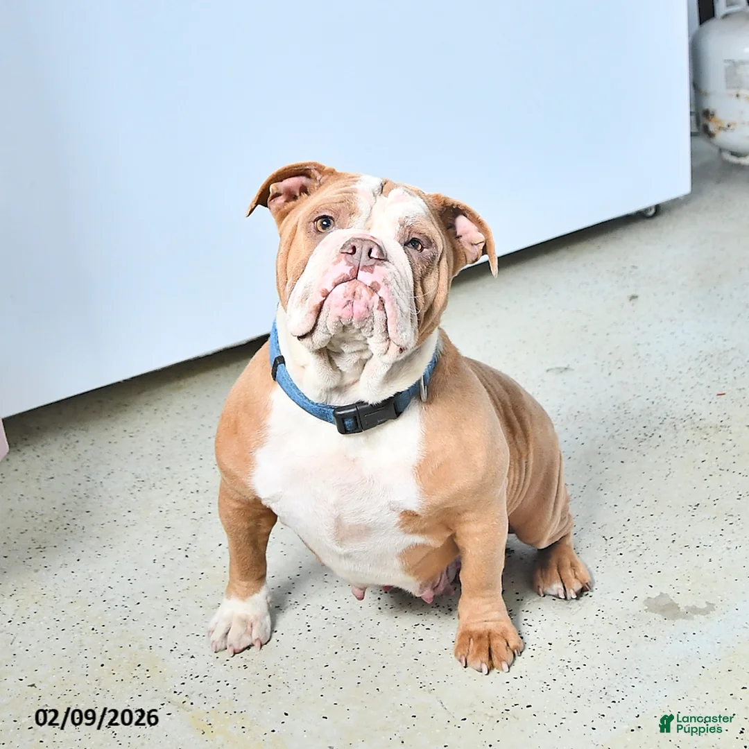 Bull Terrier dogs for sale: Winston - Ad 6