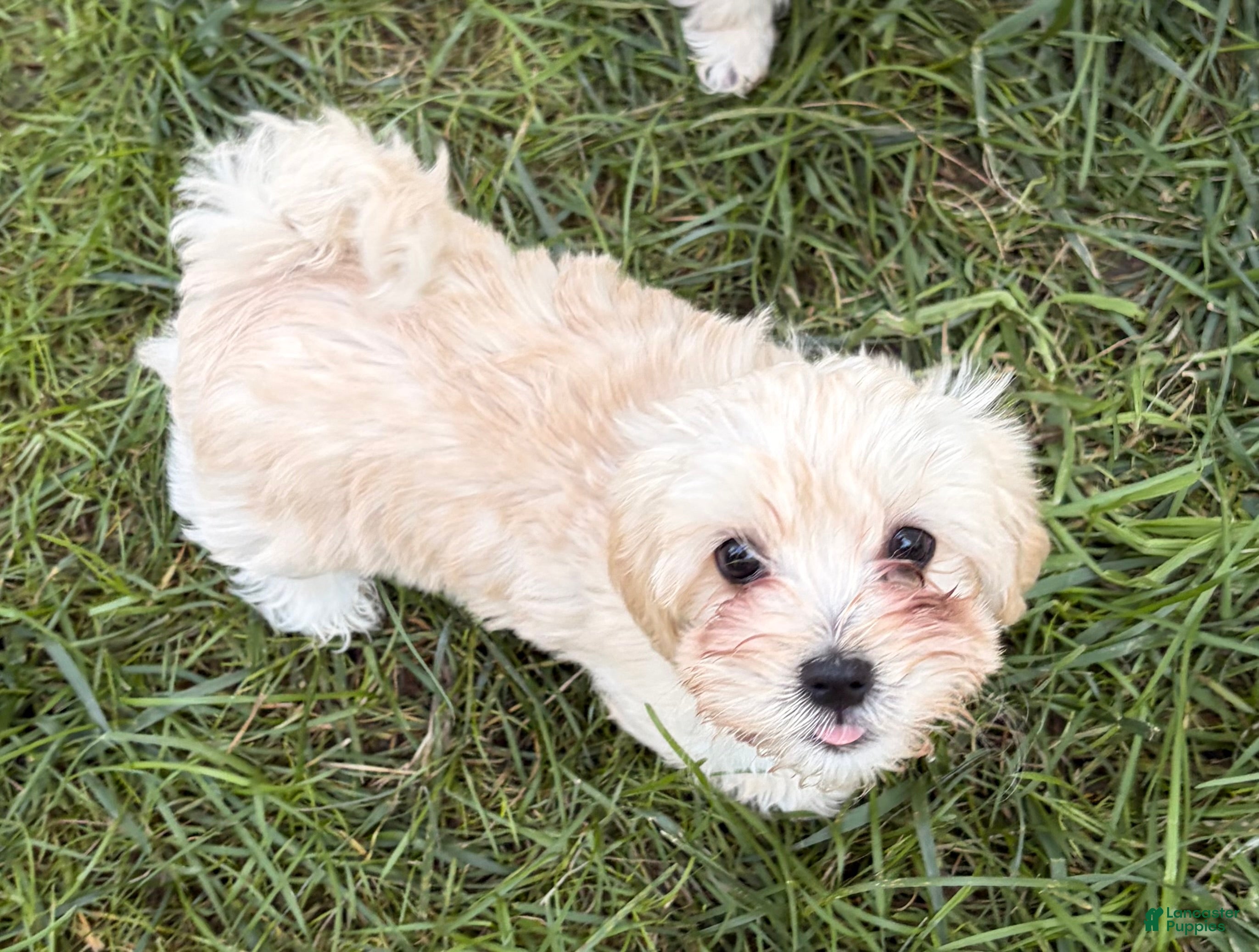 Mixed Breed dogs Robert Paulson - Ad 12