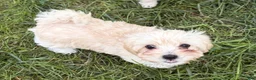Mixed Breed dogs for sale: Robert Paulson - Ad 1