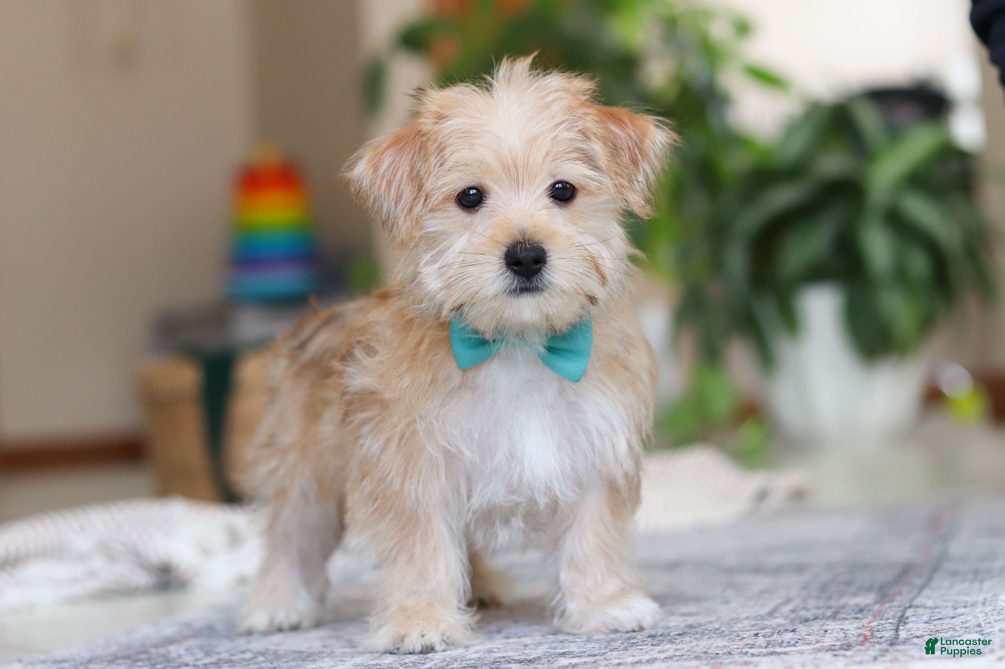 Morkie dogs Rory - Ad 1