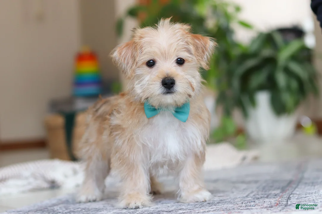 Morkie dogs for sale: Rory - Ad 1