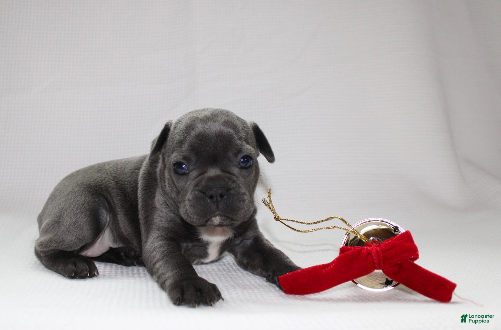 Frenchton dogs Paisley - Ad 24