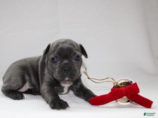 Frenchton dogs Paisley - Ad 38