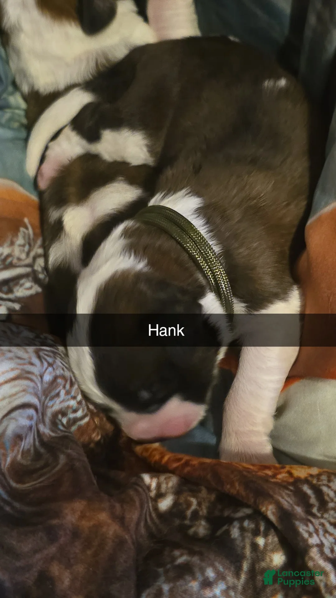 Saint Bernard dogs for sale: Hank  - Ad 2