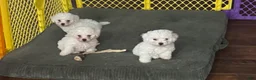 Bichon Frise dogs for sale: Bichon Frise Puppy 1 - Ad 6