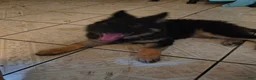 German Shepherd dogs for sale: Prowler  - Ad 5