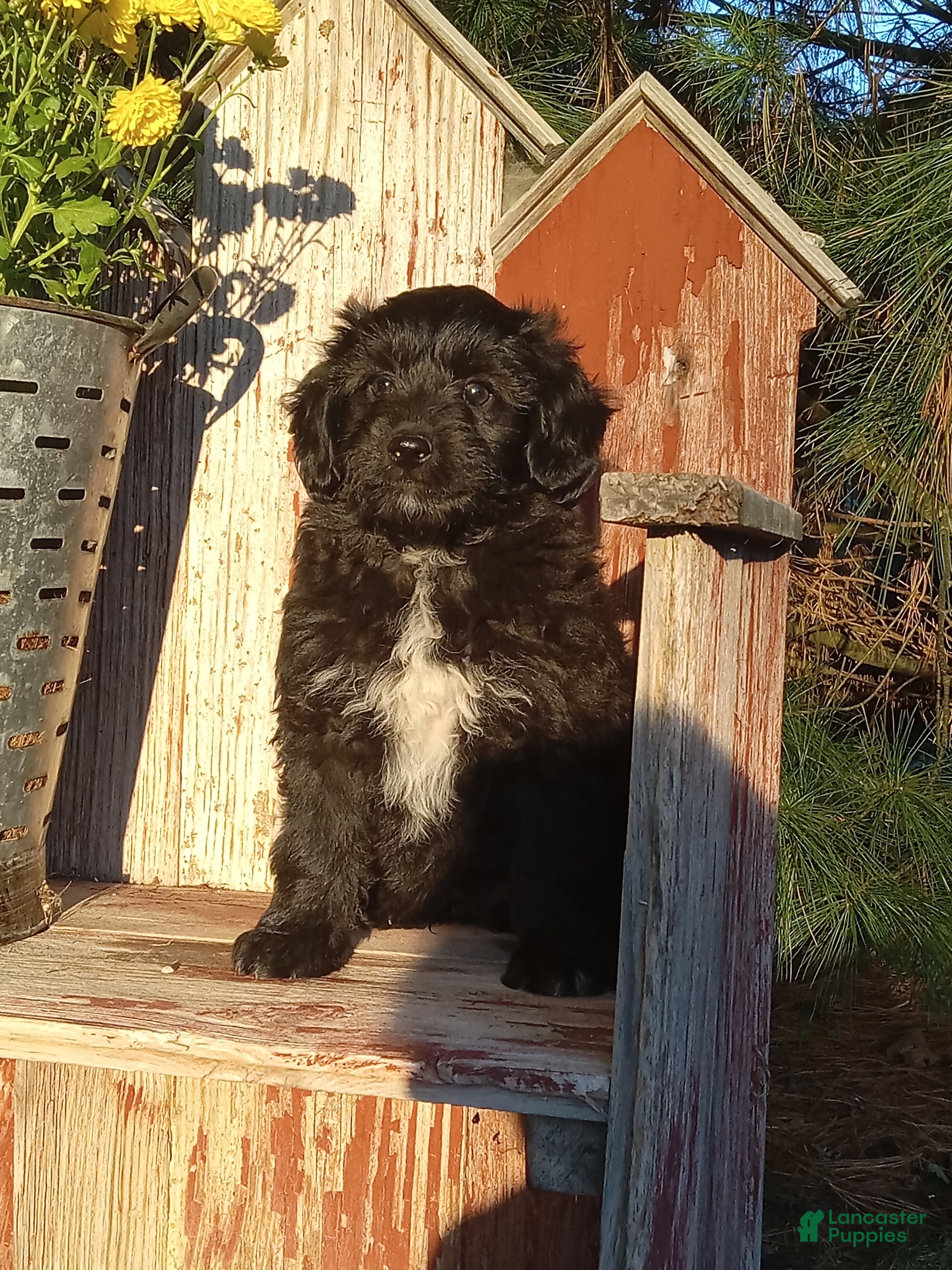 Mini Aussiedoodle dogs for sale: Indigo  - Ad 1