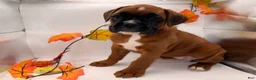 Boxer dogs for sale:  Emily - Ad 3