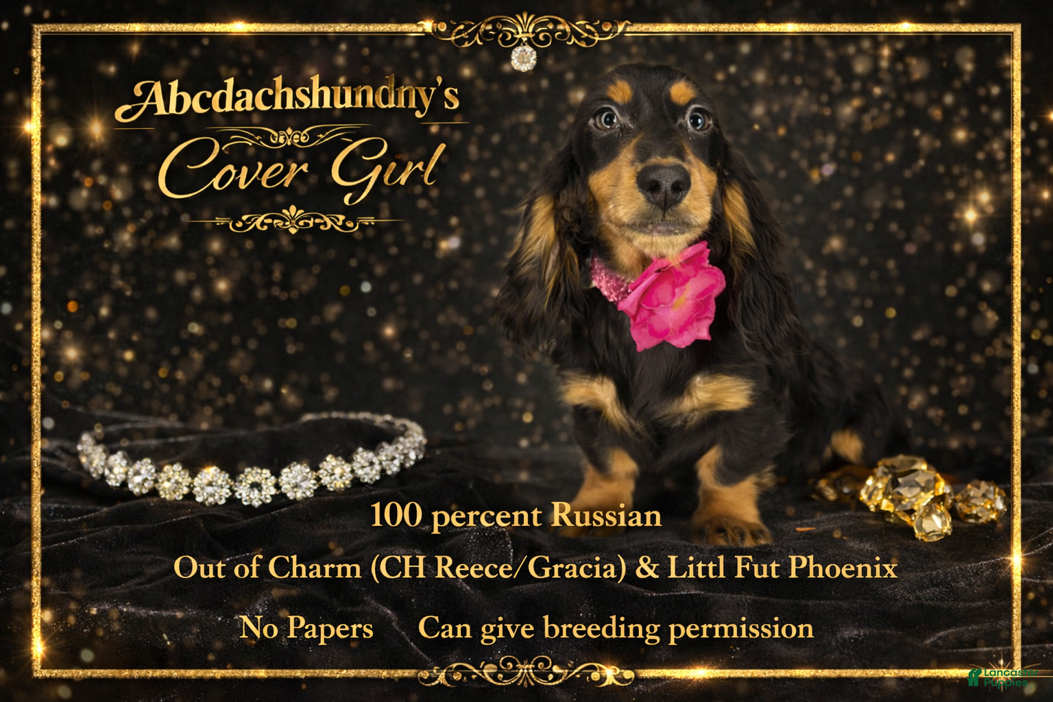 Miniature Dachshund dogs Import champion blood - Ad 37