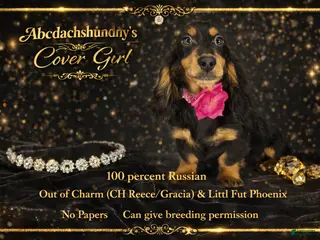 Miniature Dachshund dogs Import champion blood - Ad 37