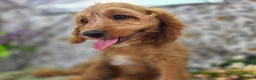 Cavapoo dogs for sale: Glacier - Ad 17