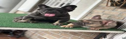 French Bulldog dogs for sale: French Bulldog pup female  - Ad 3