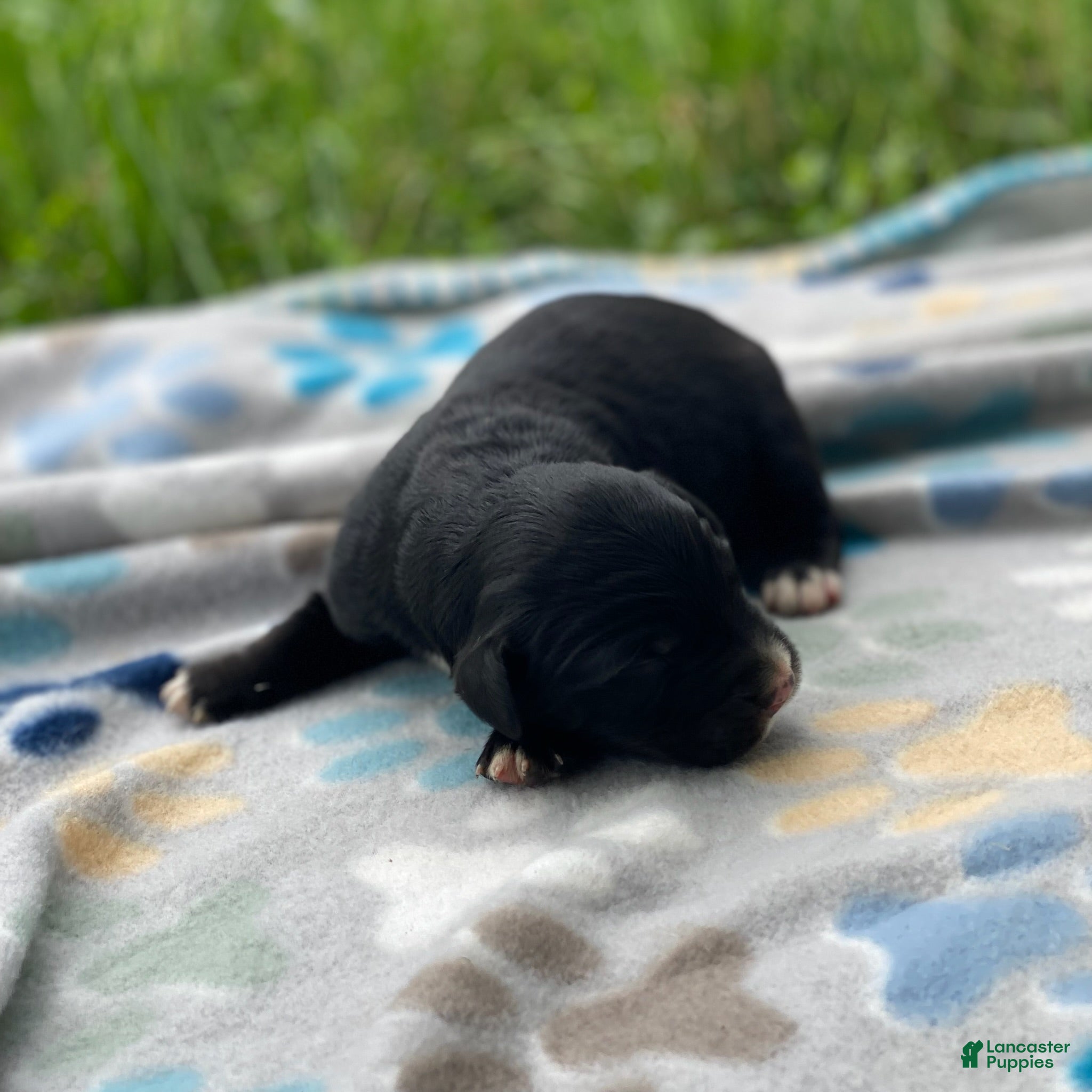 Mixed Breed dogs Clover - Ad 2