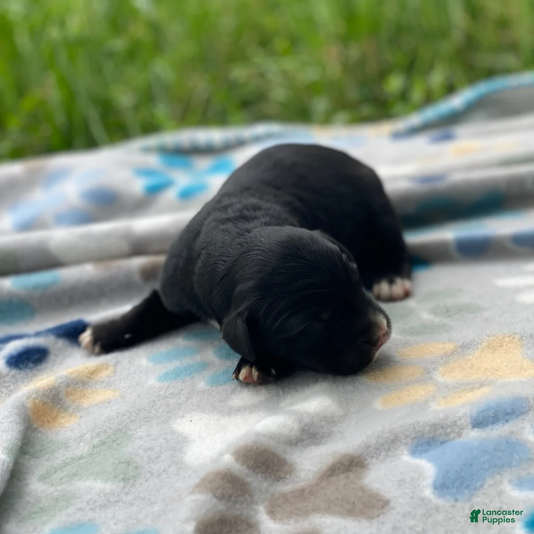 Mixed Breed dogs for sale: Clover - Ad 2