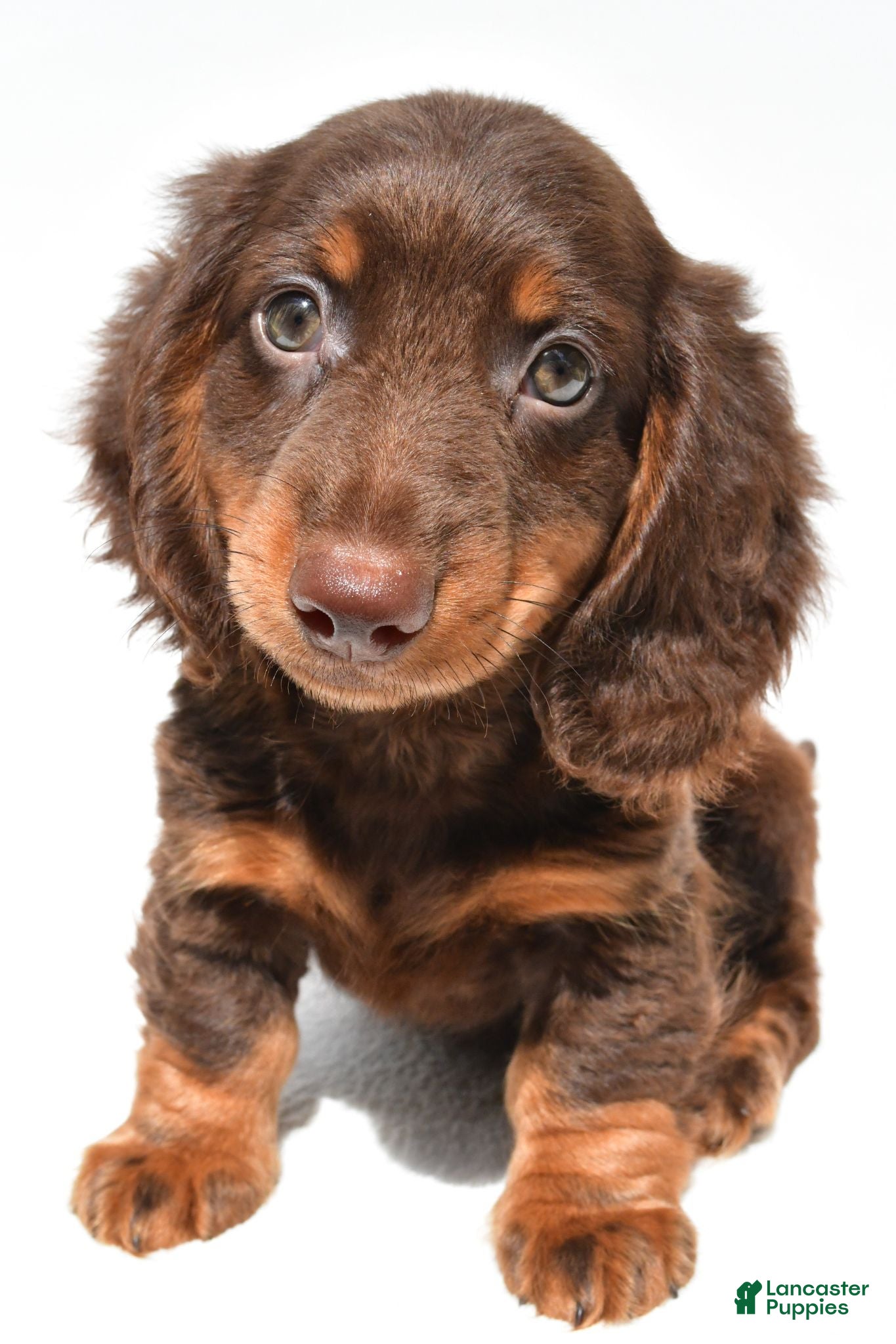 Dachshund dogs Teddy - Ad 1