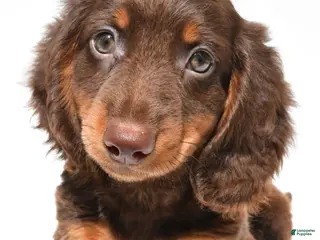 Dachshund dogs for sale: Teddy - Ad 4